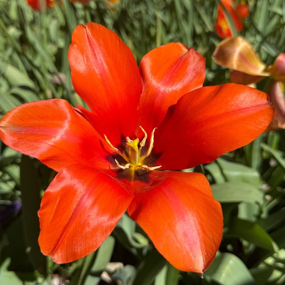 Meet your Posher, Moni - Picture 1 of 1